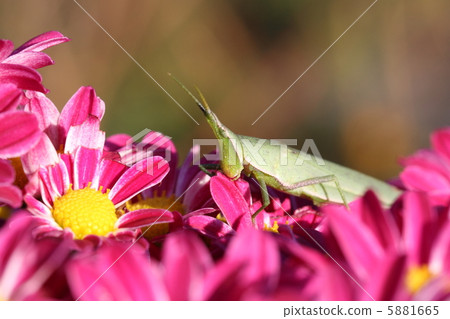 Eat chrysanthemum petals Ongbatta 5881665