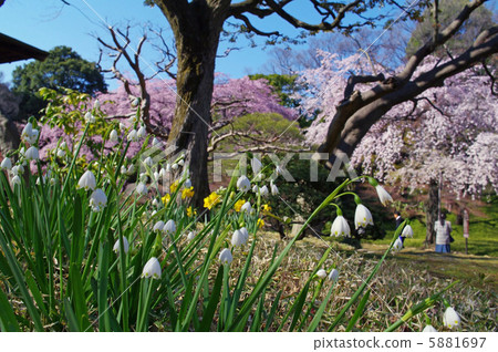 Suzuran（鈴蘭） 5881697