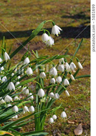 Suzuran（鈴蘭） 5881699