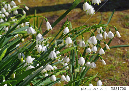 Suzuran (lily of the valley) 5881700