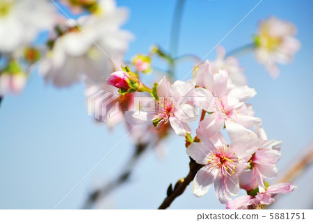 Up in October cherry blossoms up in the sky 5881751
