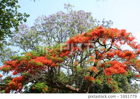 蘭花楹屬植物和Kaenju津巴布韋非洲花 5881779