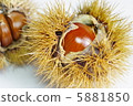Chestnut 5881850