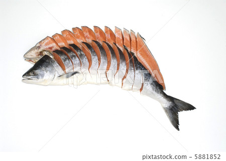 Time salmon 5881852