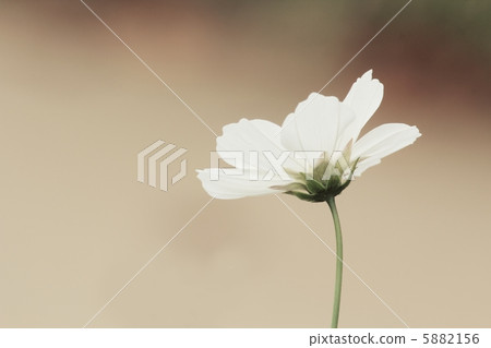 White cosmos 5882156