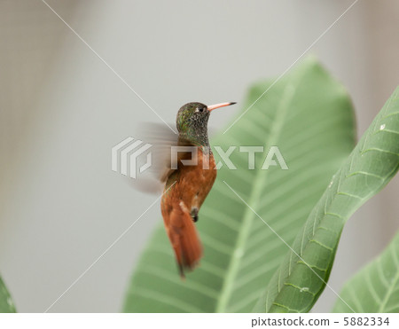 Hummingbird Hummingbird 5882334