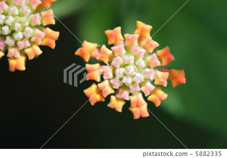Macro shooting 5882335