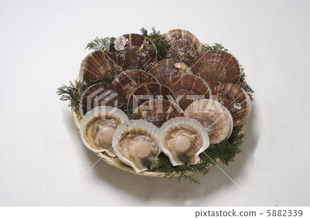 scallop 5882339