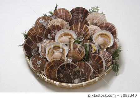 scallop 5882340