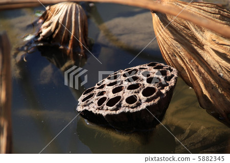 蓮花真的 5882345