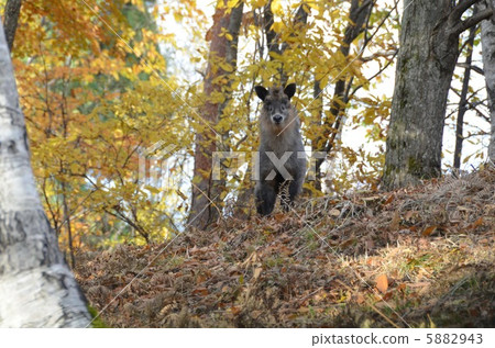 Antelope Antelope 5882943