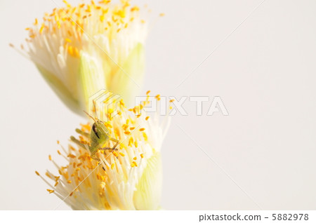 在Mayukekeomoto Tsutsui Nago放鬆 5882978