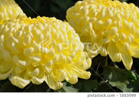 Three tailor made Kanehama Jinshan 5883099