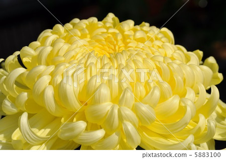 Okuwa chrysanthemum koka kaneyama 5883100