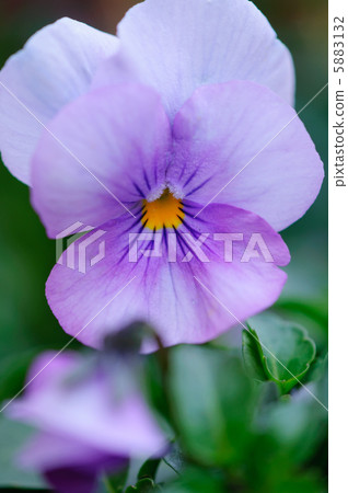 Violet Violet 5883132