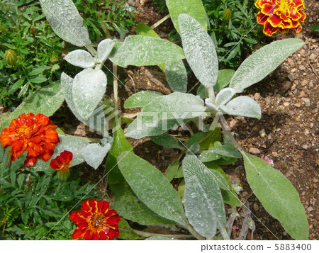 Lambswire and marigold 5883400