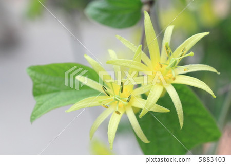 Tokiso Kitorina 5883403