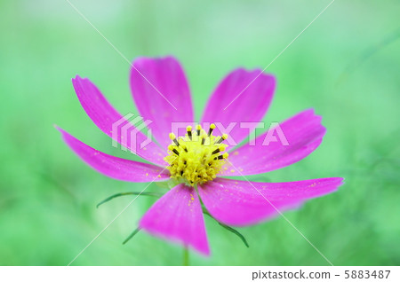 秋天的櫻花樹（宇宙）花語：乙女的心臟波斯菊花 5883487