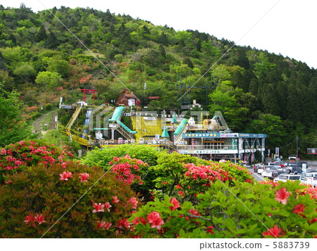 杜鵑花盛開Tsujijigaoka 5883739