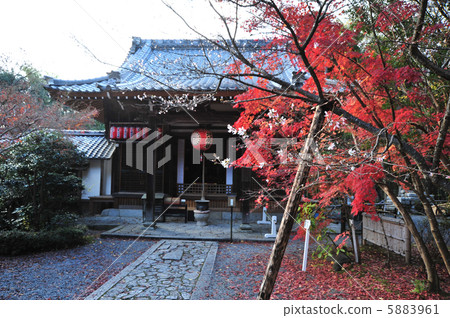 Kyoto Akayama Zen-in Sakura and autumn leaves 5883961