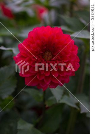 Red dahlia Red dahlia 5884081