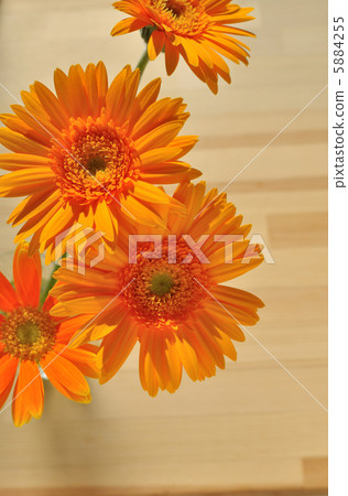 Orange Gerbera Orange Gerbera 5884255