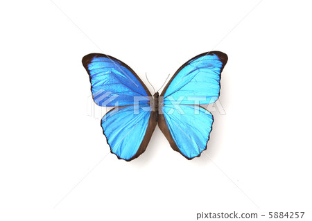 Menelaus morpho butterfly 5884257