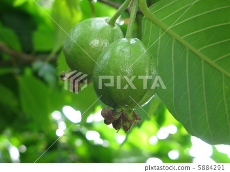 Livestock of Guava 5884291