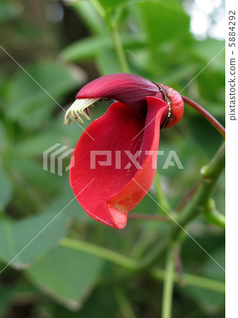 Marubadigo之花 Marubadigo之花 5884292