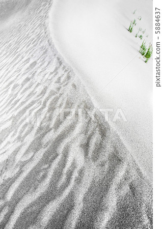 Abstract texture of sand dune in desert with growing grass 5884637