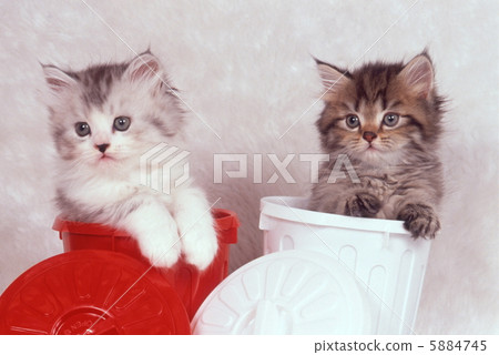 Two kitten Two kitten 5884745