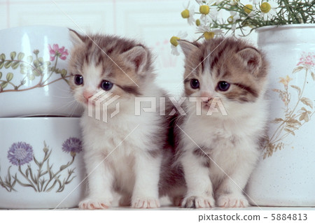 Kitchenware and kitten Kitchenware and kitten 5884813