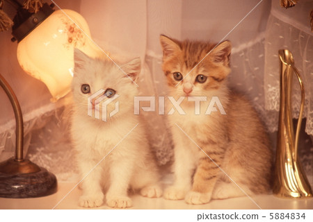 Two kitten 5884834
