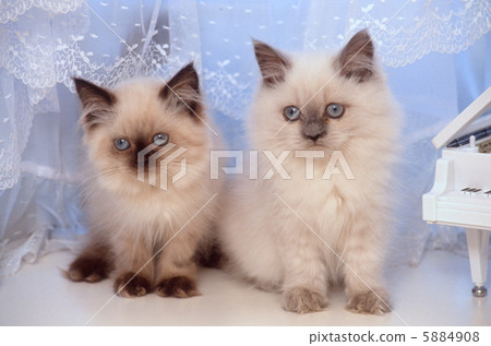 兩隻喜馬拉雅小貓 5884908