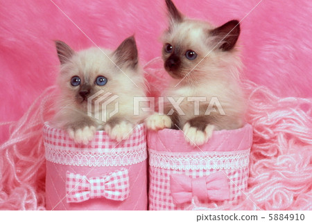 兩隻喜馬拉雅小貓 5884910