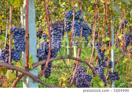 Grapes before harvesting. Piedmont, Italy. 5884990