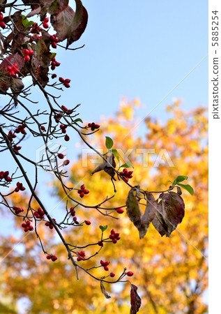 Autumn's visit (Dogwood and Zelkova) 5885254