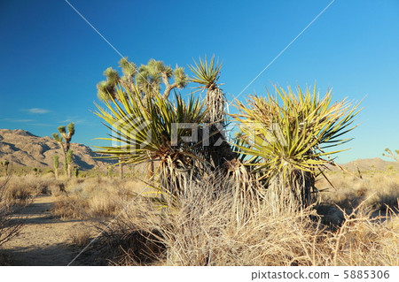 Joshua Tree National Park 5885306