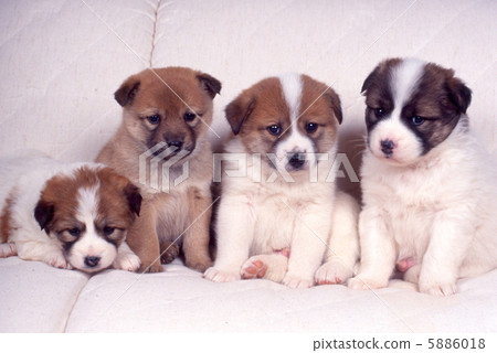 Four puppies Four puppies 5886018