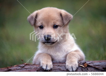 Stump and puppy Stump and puppy 5886044