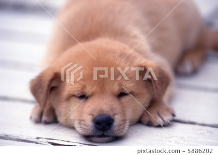 Puppy sleeping on white deck 5886202