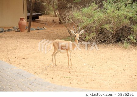 Gazelle Gazelle 5886291