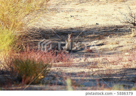 Joshua Tree National Park 5886379