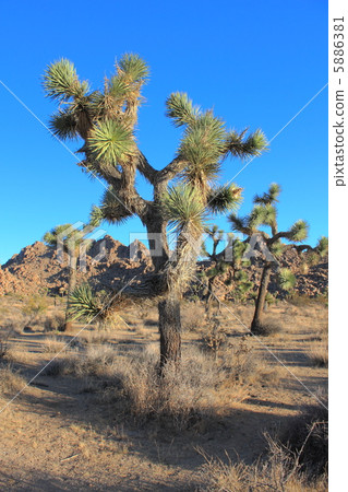 Joshua Tree National Park Joshua Tree National Park 5886381