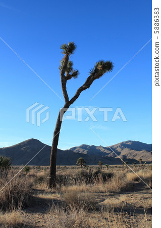 Joshua Tree National Park 5886383
