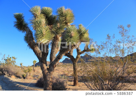 Joshua Tree National Park 5886387