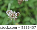 蜜蜂1 5886407