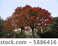 楓葉1 5886416
