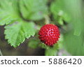 野草莓 5886420
