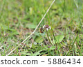 蜜蜂2 5886434